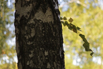 Tree texture for the background. Without treatment