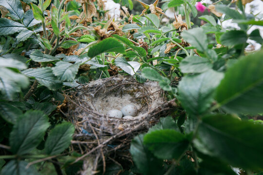 Tiny birds nest with eggs