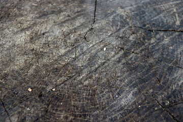 Dark old scratched stump texture