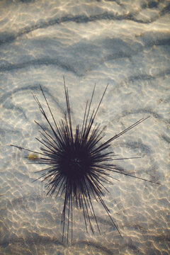Sea Urchin
