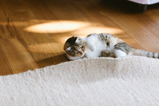 Cat cheking what's under the carpet