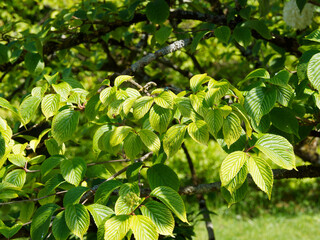 (Viburnum plicatum 'Grandiflorum') Viorne de Chine au feuillage vert pâle à vert foncé, plissé...