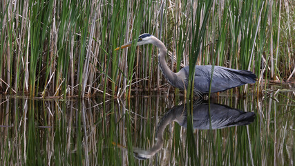 Great Blue Heron