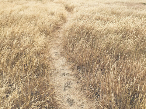 Footpath through field of dry summer grasses