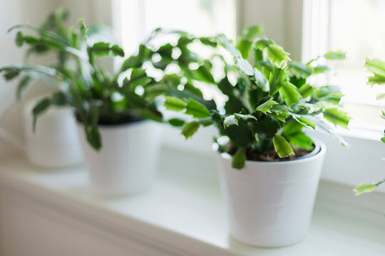Three plants in pot on bright windowsill