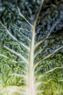 Kale leaf close up