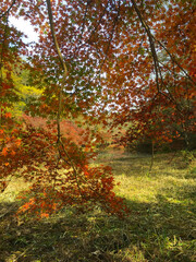 紅葉