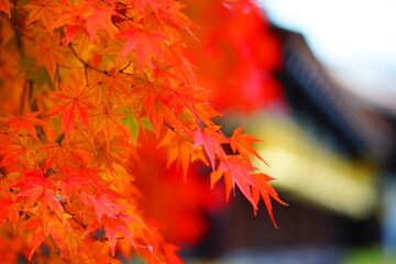 .......日本の京都にある寺院の秋の光景