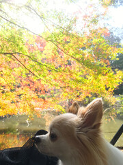 チワワと紅葉