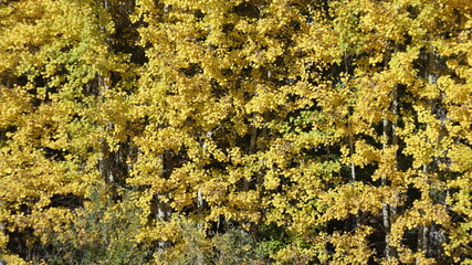 Birch trees in autumn for background