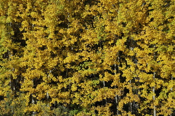 Birch trees in autumn for background