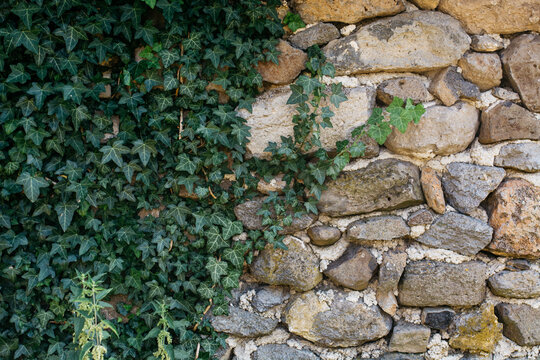 River bed stone wall with crawling ivy