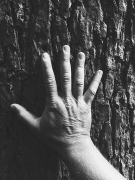 Close up of man's hand touching bark of large evergreen tree