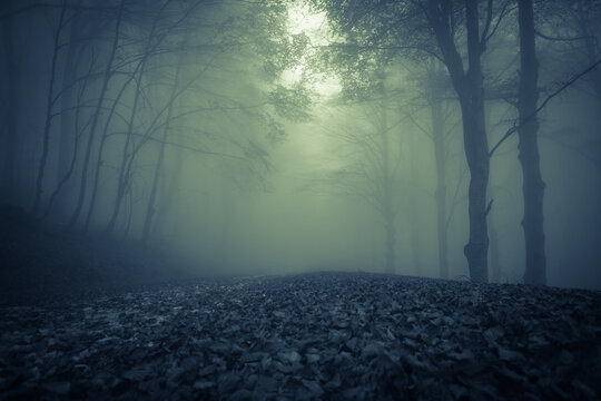 Autumn view of pathway on gothic beech forest of Monte Cucco, Umbria, Italy