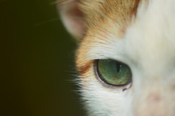 close up portrait of a cat