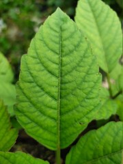 close up of green leaf for wallpaper and background