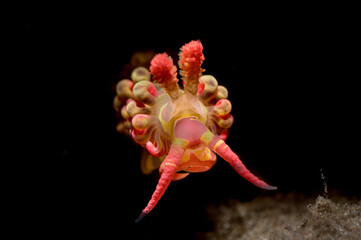 Limenandra barnosii nudibranch