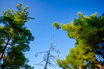 Obraz premium Above view on the pine trees canopies and blue sky