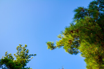 Above view on the pine trees canopies and blue sky