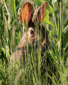 A Rabbit Peaking Through Tall Grass.