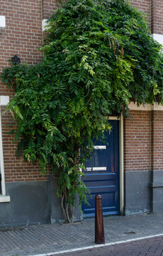 facade of a house with shrub