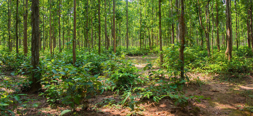 Obraz premium wide view of tropical forest.