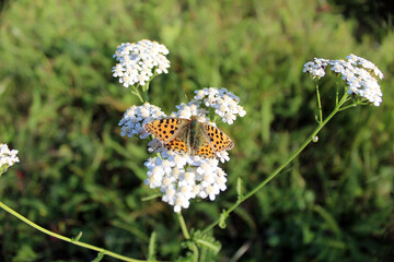 beautiful butterfly in autumn on a white flower
