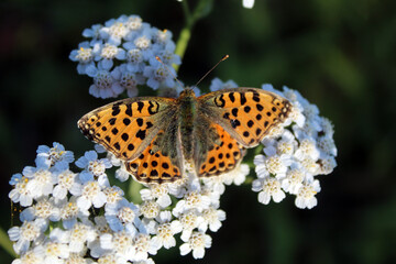 beautiful butterfly in autumn on a white flower