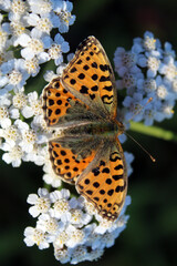 beautiful butterfly in autumn on a white flower