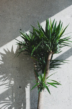 Potted plant in sunlight and shadow