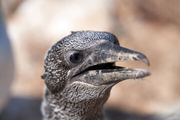 Close-up of a ugly bold young Northern Gannet chick head, Island Heligoland, Germany