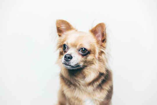 Portrait of a amazing chihuahua