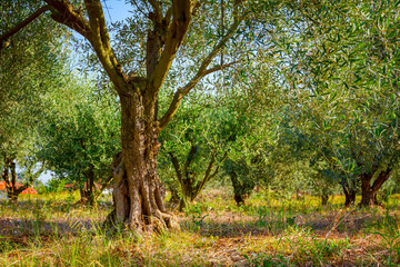 Fototapeta na wymiar Green olive fruit in orchard