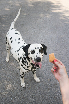 Dalmatian dog asking for a cookie