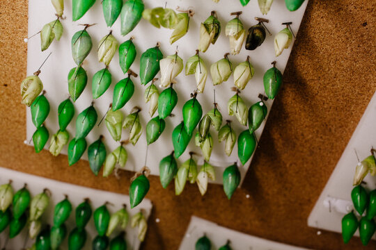 Green Cocoon hanging from board.