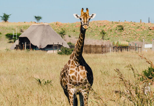 Giraffe On The Game Reserve, In Front Of A Rondavel