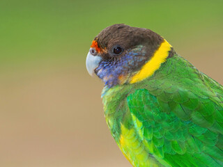 Australian Ringneck or Twenty-eight Parrot Portrait