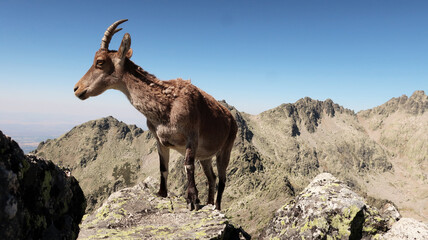 Cabra montesa en Sierra de Gredos