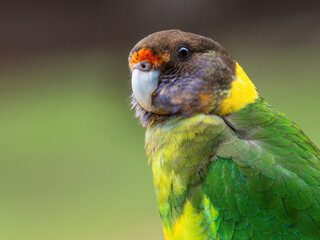 Australian Ringneck or Twenty-eight Parrot Portrait