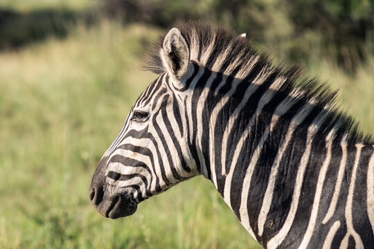 zebra profile head shot