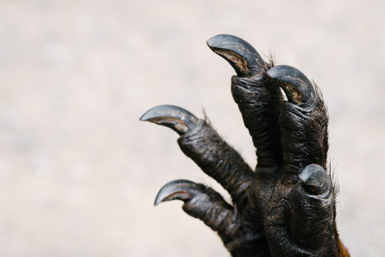 black paw of a kangaroo, pretty fierce