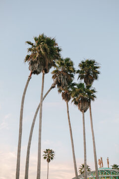 Palm trees against a pastel blue sky