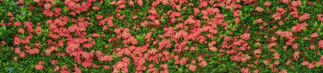 Red wall flower. Green leaf fence, bush wall