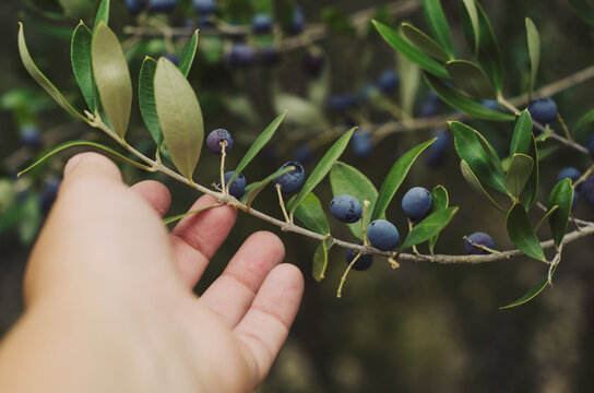 Foraging for Native Australian Olives