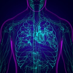 Human Heart With Circulatory System Anatomy For Medical Concept 3D