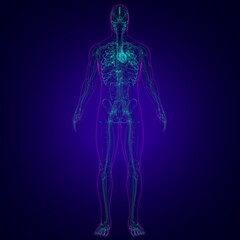 Human Heart With Circulatory System Anatomy For Medical Concept 3D