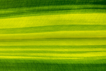 Green leaf background, texture, leaf macro, closeup