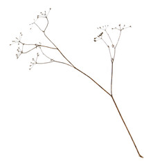 Dried grass or branch with buds and inflorescence without leaves isolated on white. Autumn nature
