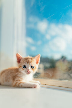 Kitten