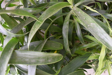 Japanese Arrow Bamboo leaves captures from upclose
